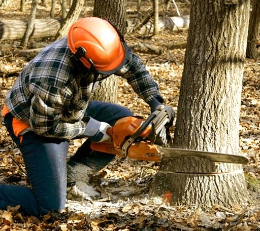 Tree Removal in Bishopville, SC